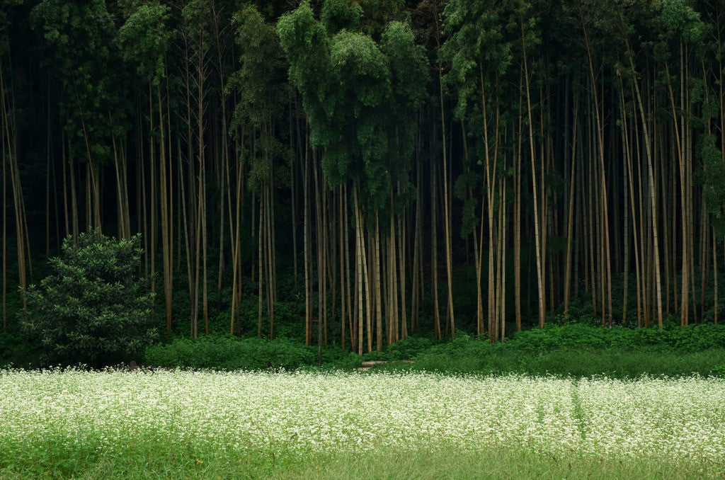 Alebrije interiorismo semi-artesanal